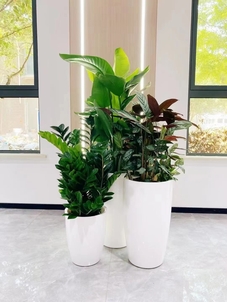 探寻奉化植物租摆，这家服务好到爆！